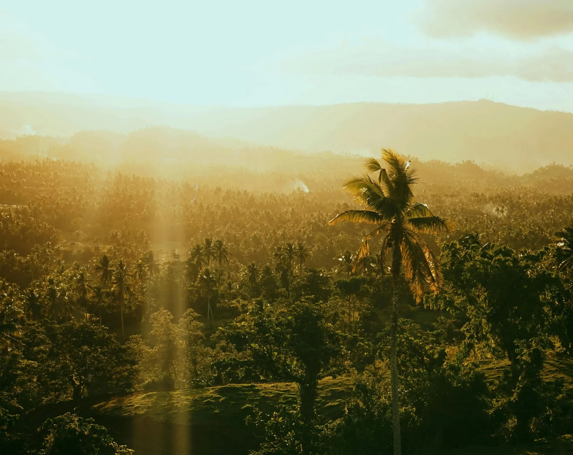 Golden sunset over a regenerative valley